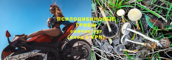 трава Белокуриха